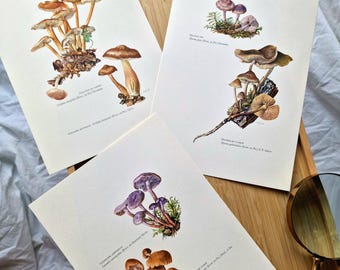 Vintage 1960s Mushroom Set of 3 Prints, Laccaria Mycena Collybia Fungi, Original Mycology Botanical Gallery Wall Art, Natural History Decor