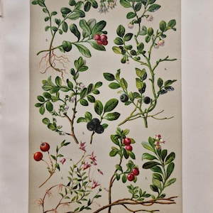 May include: An antique botanical illustration of various plants from the Ericaceae family. The print features detailed drawings of different berry-bearing plants, including those with red and blue berries, green leaves, and delicate flowers. The text at the top reads "Familie: Heidekrautgewächse (Ericaceae)."