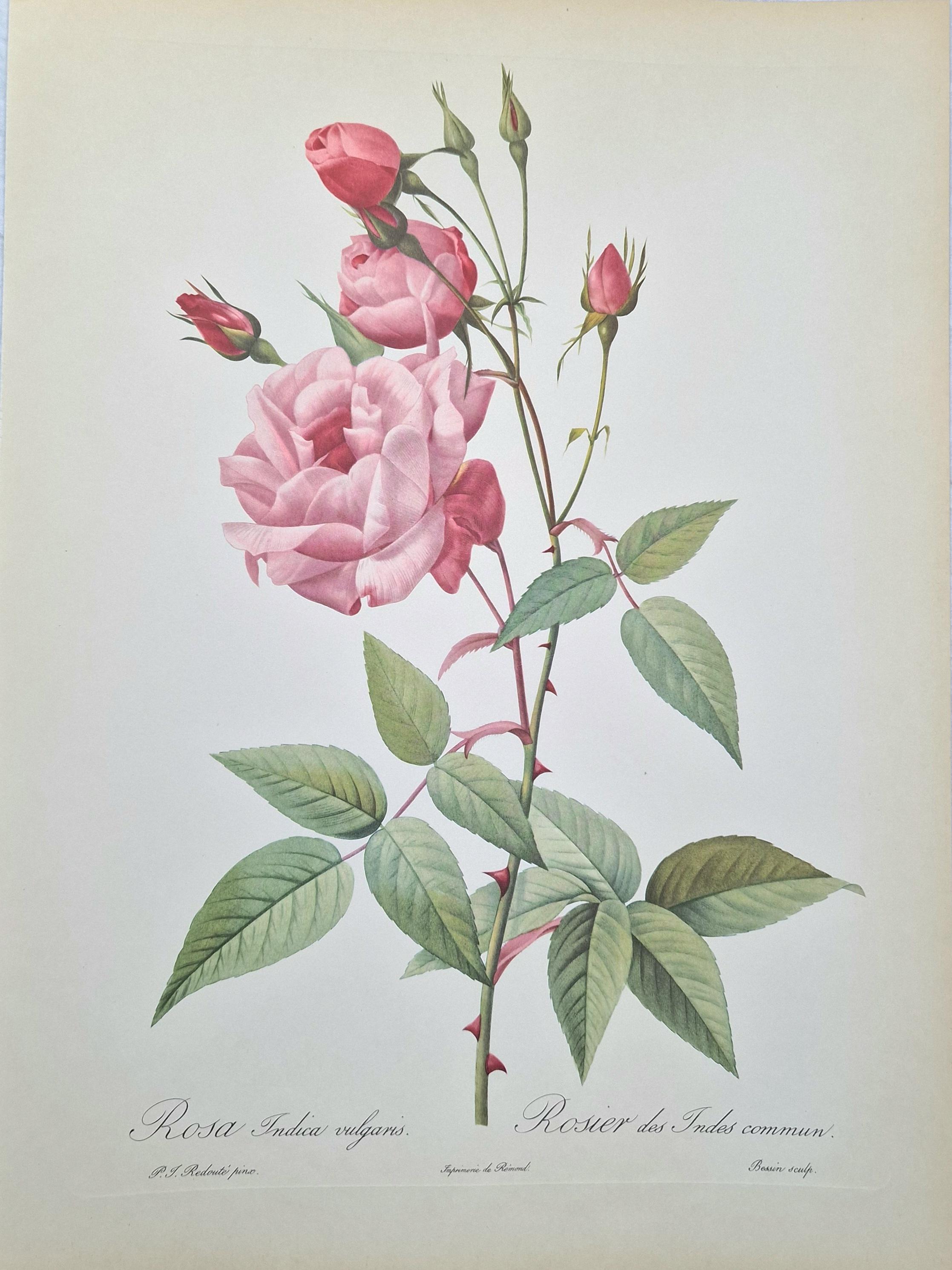 Pierre-joseph Redouté Rose – Rosa Indica Vulgaris, Antique