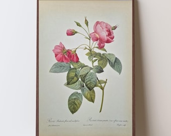 Large Pierre-Joseph Redouté Rose Lithograph – Rosa Reclinata flore submultiplici, Antique Botanical Print, Vintage Pink Flower Rose Wall Art