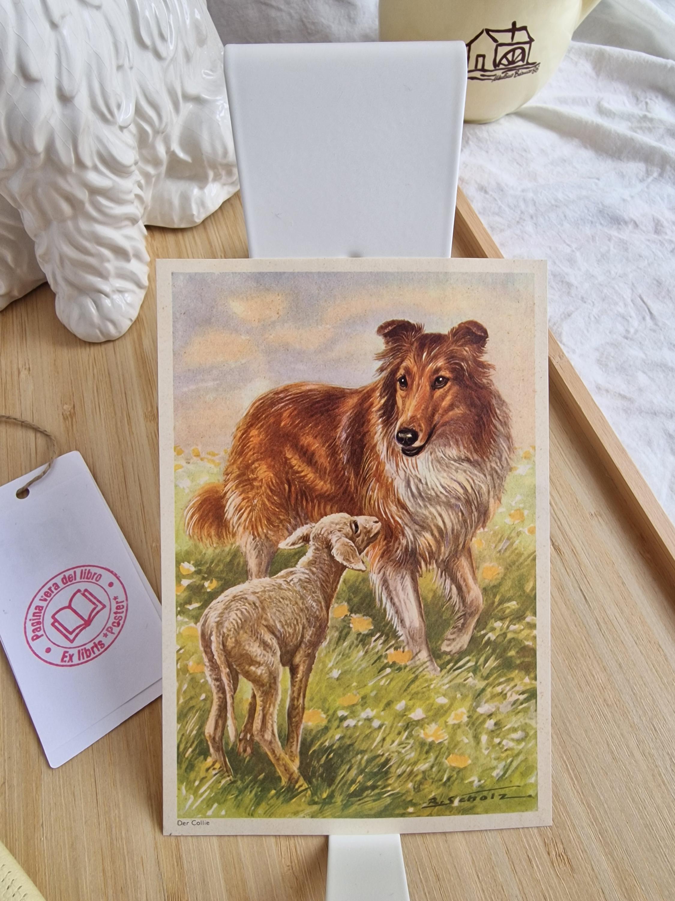 Collie専用購入ページ Original Collie Vintage Dog Print 1960 – R. S. Scholz Rough Collie