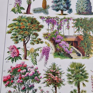 Close-up detail of antique French botanical lithograph showing chestnut tree, cedar and plane tree illustrations