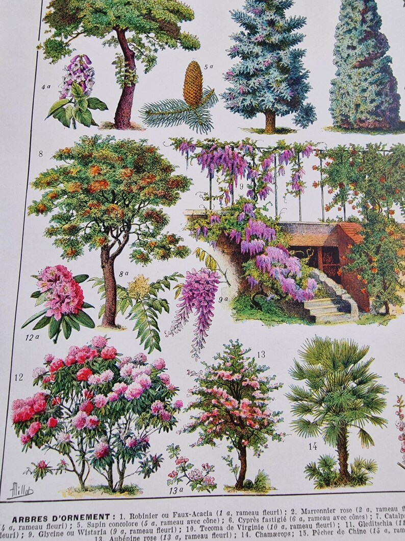 Close-up detail of antique French botanical lithograph showing chestnut tree, cedar and plane tree illustrations