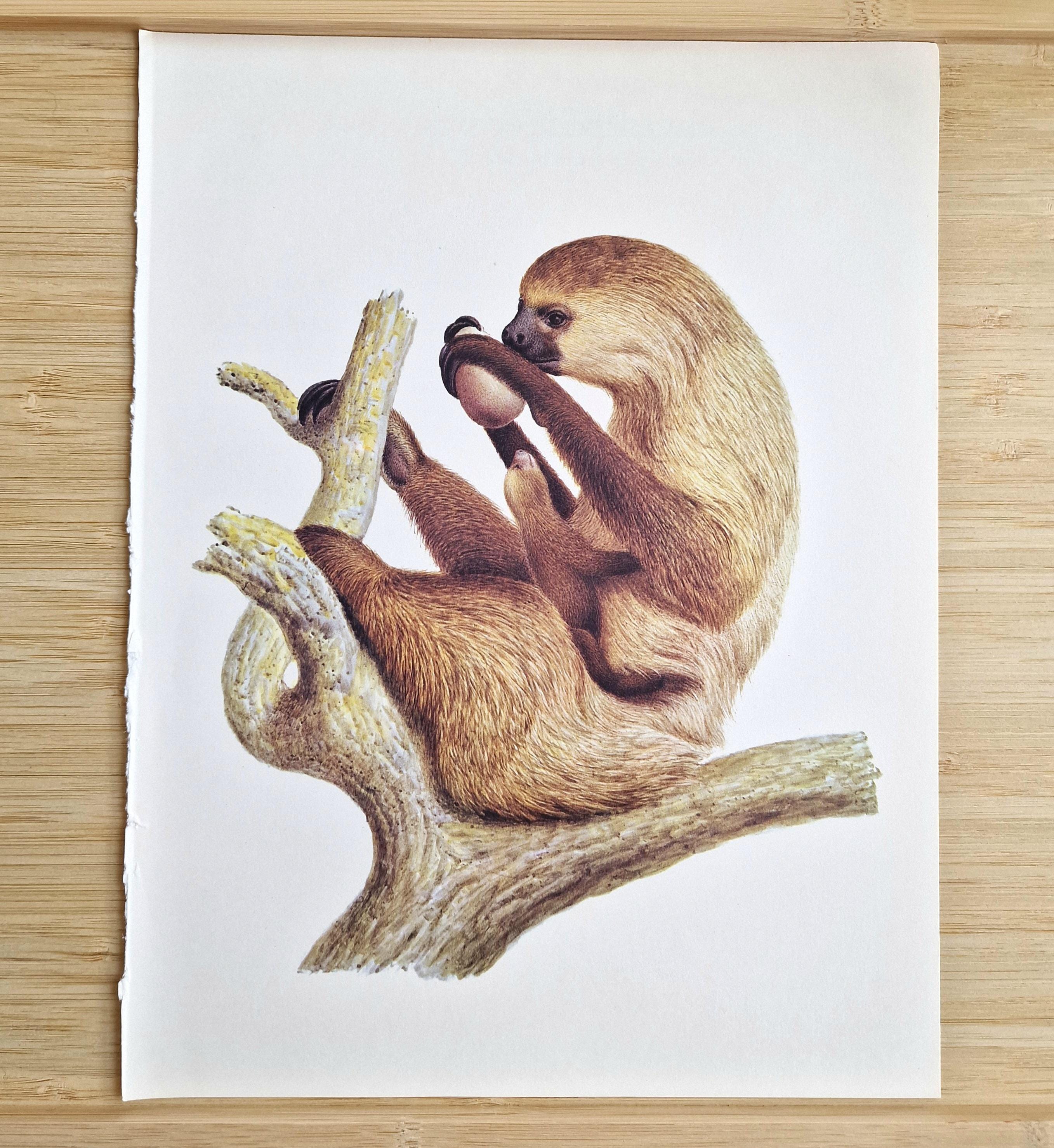 1970年代のフタユビナマケモノの版画 Choloepus didactylus