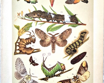 ヤドクガ科の蛾 - 1882年のヨーロッパの蝶と蛾の非常に珍しい図版 - 手