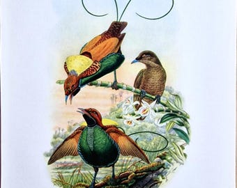 May include: A vintage print featuring three Magnificent Birds of Paradise. The birds have vibrant plumage in shades of orange, green, yellow, and brown. The print includes the text "3. Magnificent Bird of Paradise. (Diphyllodes speciosa)".
