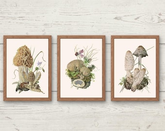Conjunto de 3 láminas vintage de setas, descarga digital de arte botánico para pared, ilustraciones de colmenillas y hongos bejín de 1955, decoración estilo cottagecore imprimible.