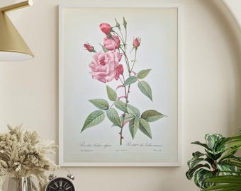 Pierre-joseph Redouté Rose – Rosa Indica Vulgaris, Antique