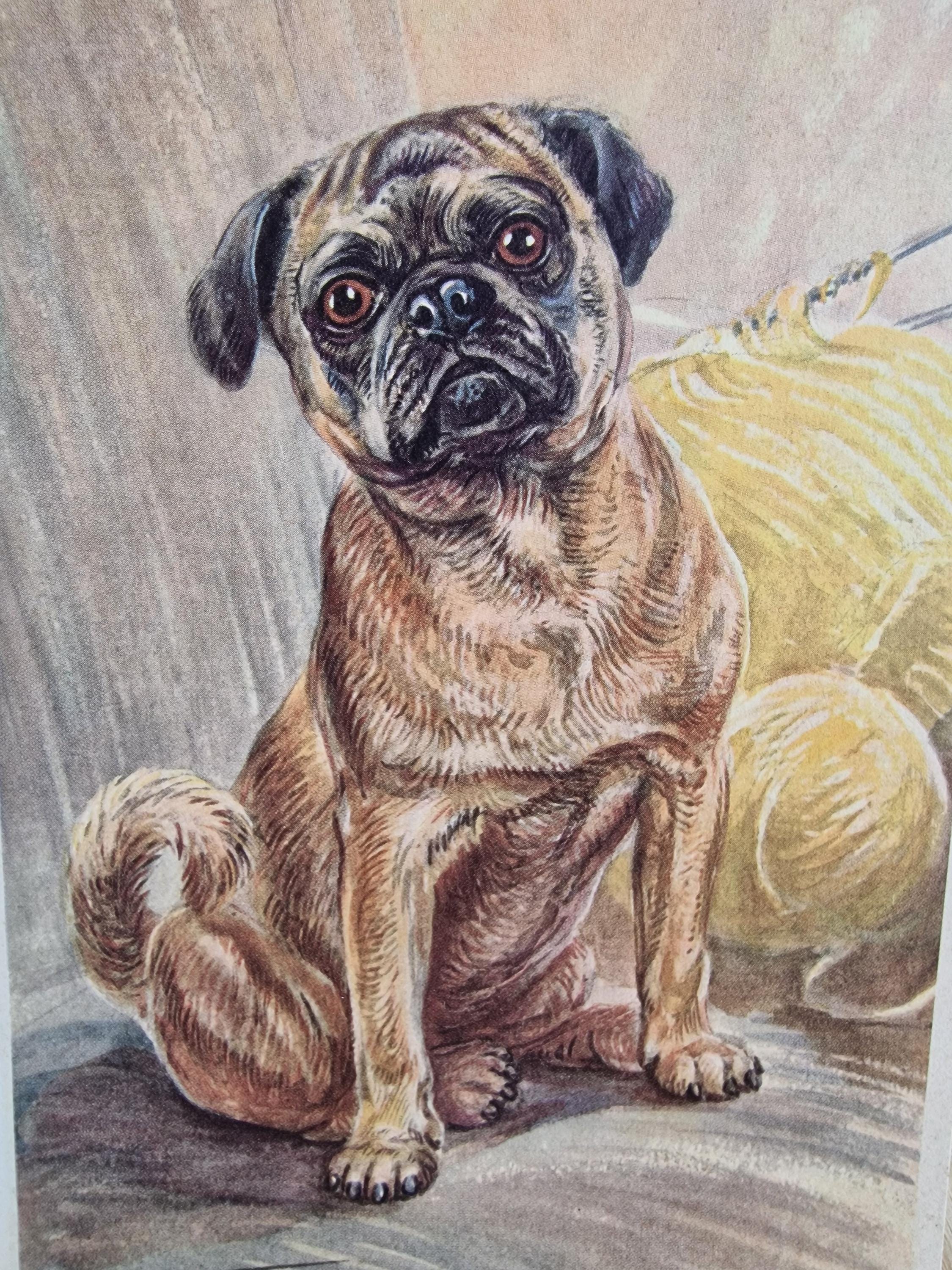 オリジナルパグヴィンテージ犬プリント 1960年 – R. S. Scholz Mops