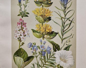Antique Botanical Alpine Flower Print 1911 – Gentian Bindweed Jacob’s Ladder, Original German Lithograph, Vintage Mountain Flora Wall Art