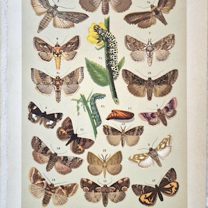 1911 Antique Butterfly Print – Noctuidae & Cymatophoridae Moths Lithograph, Vintage Insect Wall Art, Natural History Illustration