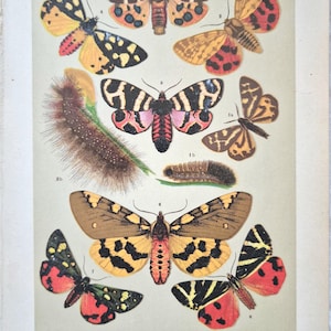 Antik nattfjärilstryck 1911 – Litografi av tigermalar och larver, väggkonst av insekter från Arctiidae, fjärilskonst, naturhistorisk illustration