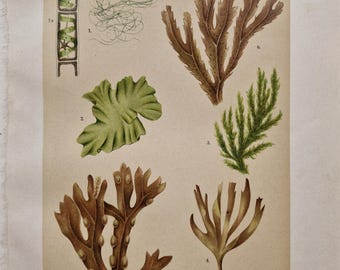 Grabado antiguo de algas marinas: litografía alemana original de 1911, ilustración botánica marina verde y marrón, decoración de historia natural costera.