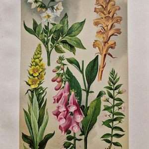 Puede incluir: Ilustración botánica vintage con varias plantas, incluyendo flores de patata, dedaleras y gordolobo. La obra de arte muestra representaciones detalladas de las hojas, flores y tallos de cada planta, con un enfoque en sus formas y colores naturales. El texto superior dice "Familien: Nachtschattengewächse..."