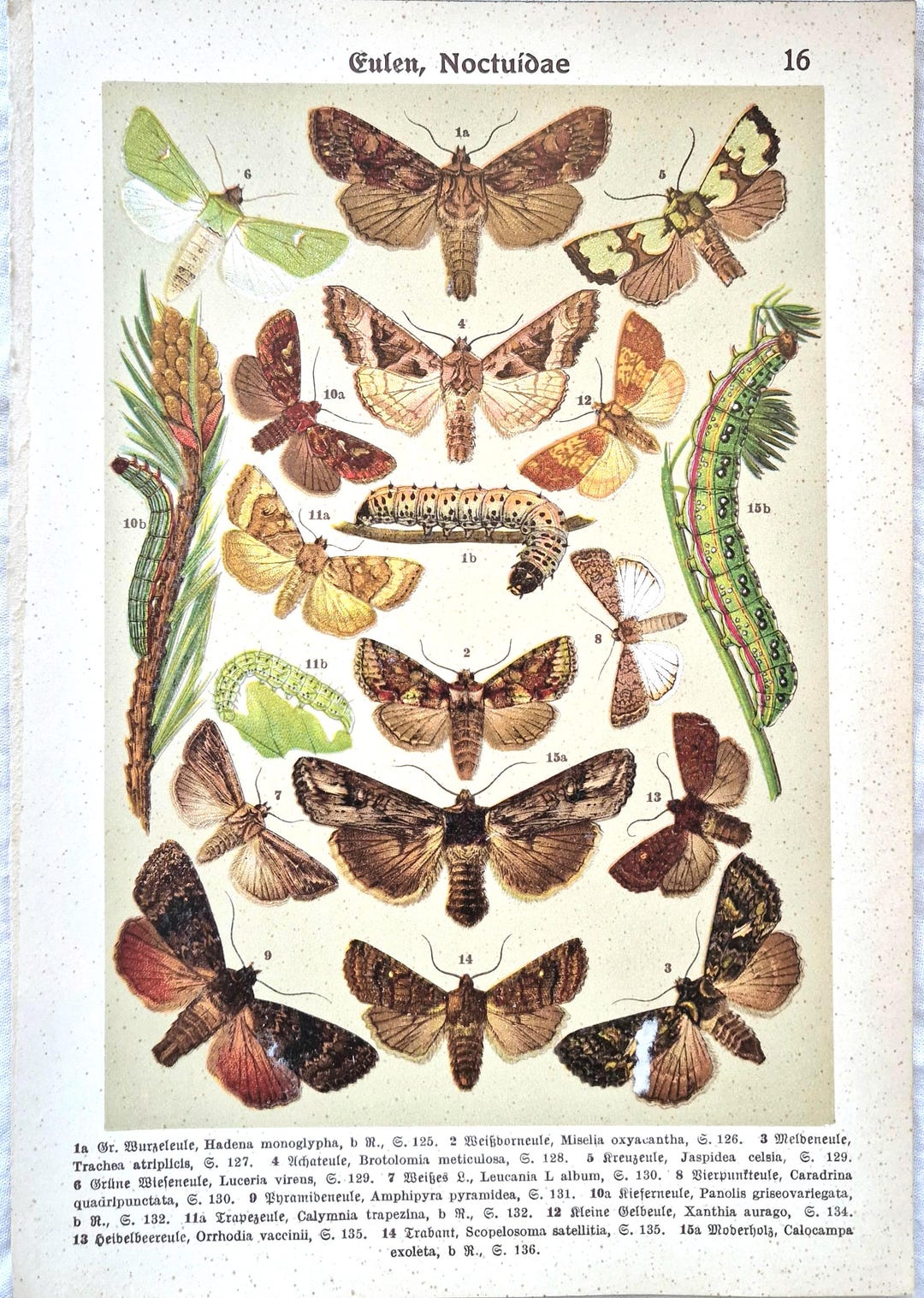 1911 Antique Butterfly Print – Noctuidae Moths & Caterpillars