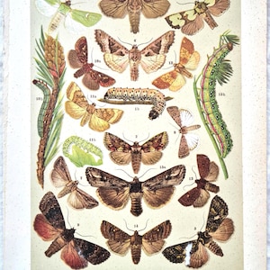 1911 Antique Butterfly Print – Noctuidae Moths & Caterpillars Lithograph, Vintage Insect Wall Art, Natural History Illustration