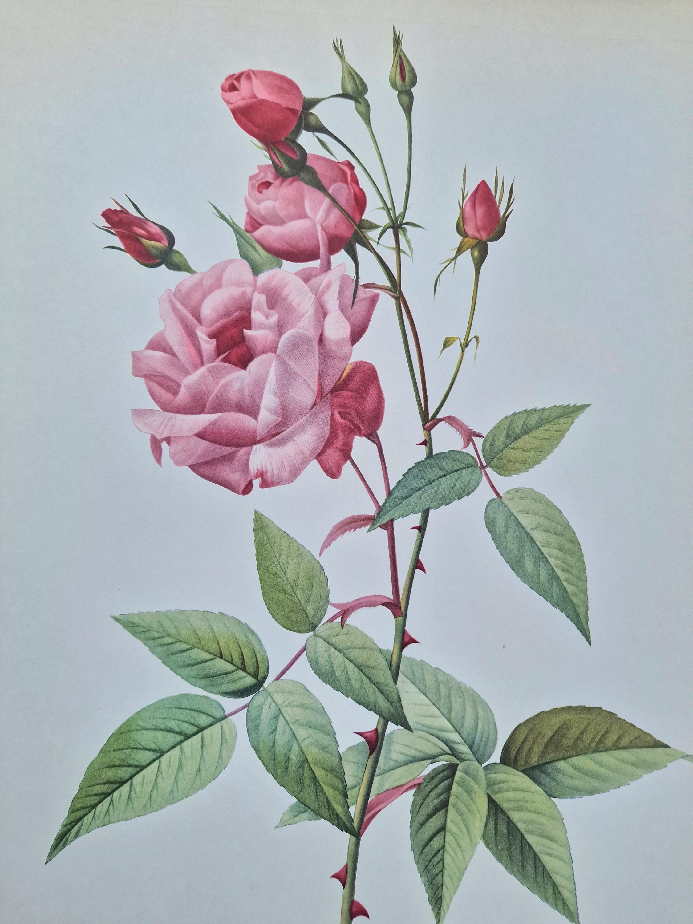 Pierre-joseph Redouté Rose – Rosa Indica Vulgaris, Antique