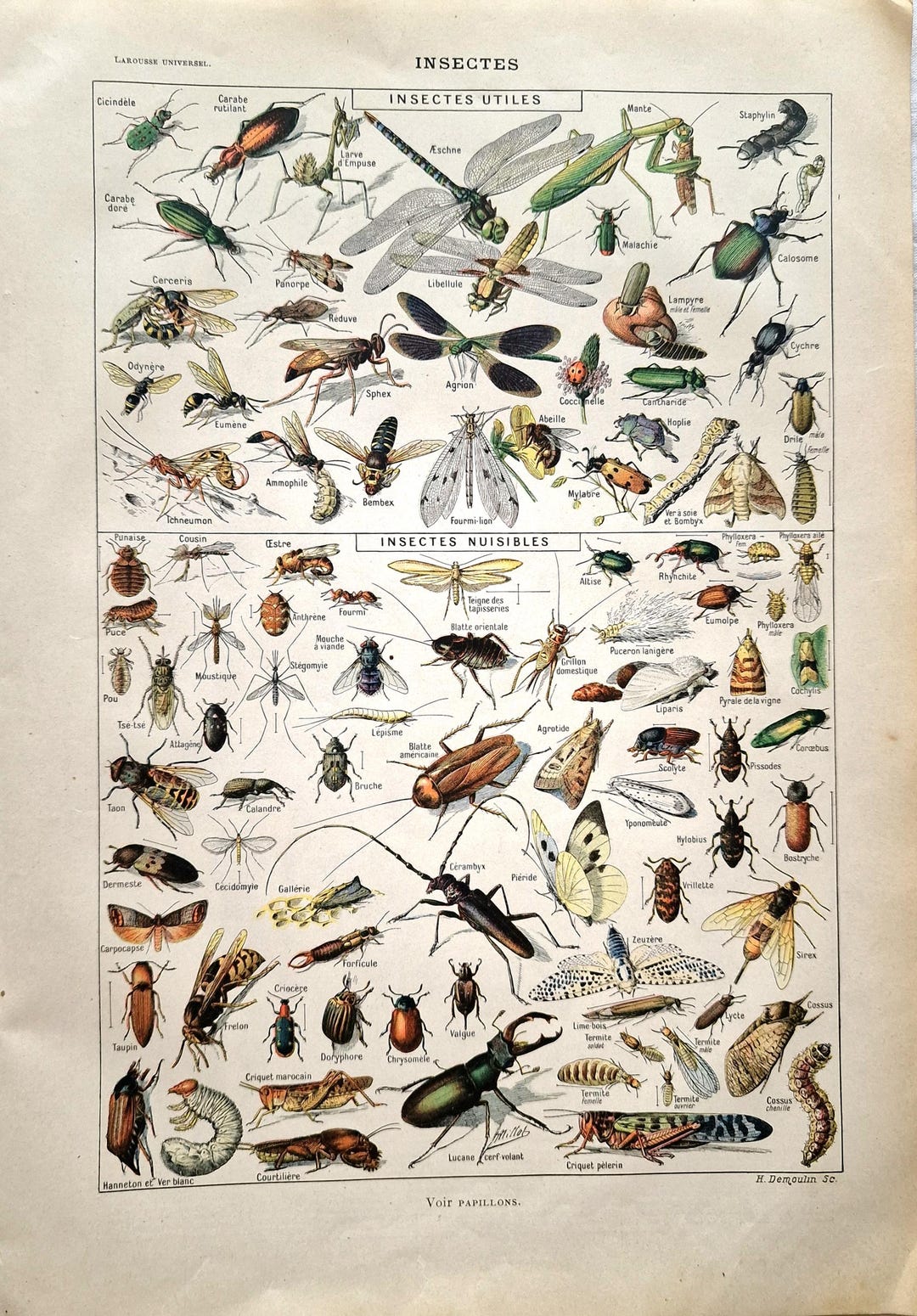 Vintage Insects Art Print 1922 – French Color Entomology Lithograph ...