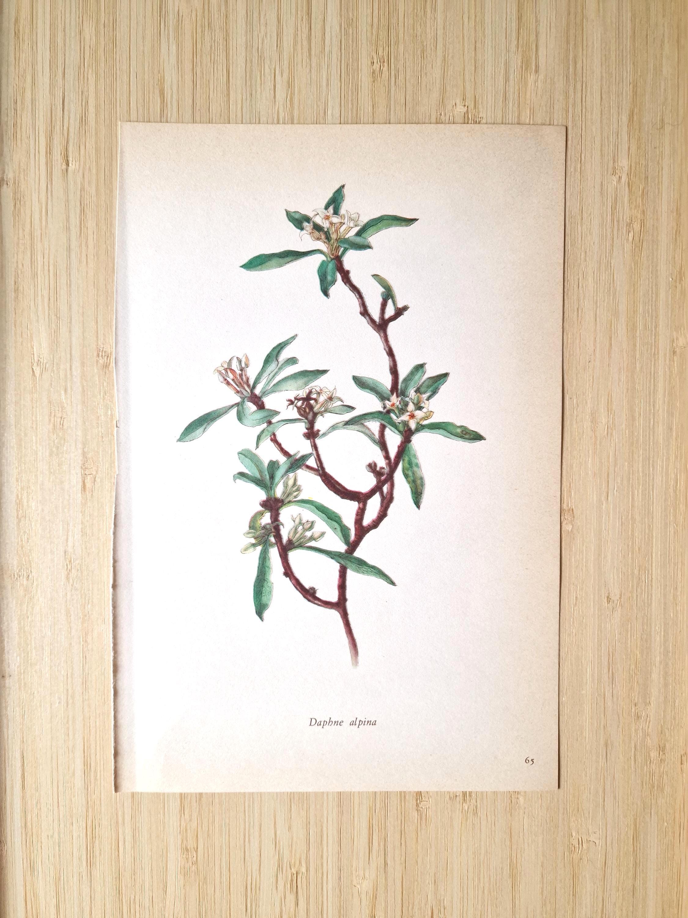 Set of 5 Vintage Botanical Prints – 1970s Elsa Felsko Flower Wall