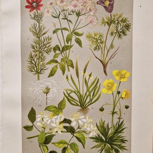 Puede incluir: Ilustración botánica vintage de varias plantas con flores de la familia Ranunculaceae. La imagen presenta dibujos detallados de flores en tonos rojos, amarillos, morados y blancos, con follaje verde. El texto en la parte superior dice "Familie: Hahnenfußgewächse (Ranunculaceae)."