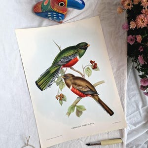 Puede incluir: Una impresión vintage de dos aves, etiquetada como "Trogon Collaris", posadas en una rama con bayas. Las aves presentan plumaje verde, rojo y marrón. También hay una figura de ave colorida y un bolígrafo, junto con una etiqueta.