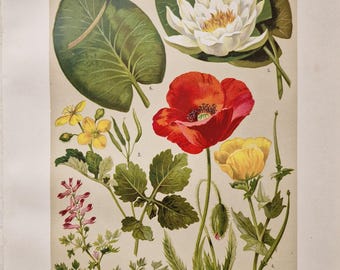 Grabado botánico alemán de 1911: litografía antigua de amapola y nenúfar, arte mural vintage con flores, ilustración de papaveráceas.