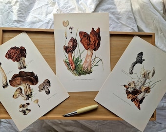 Vintage 1960s Mushroom Set of 3 Prints, False Morel Gyromitra Helvella, Original Mycology Botanical Gallery Wall Art, French Natural History