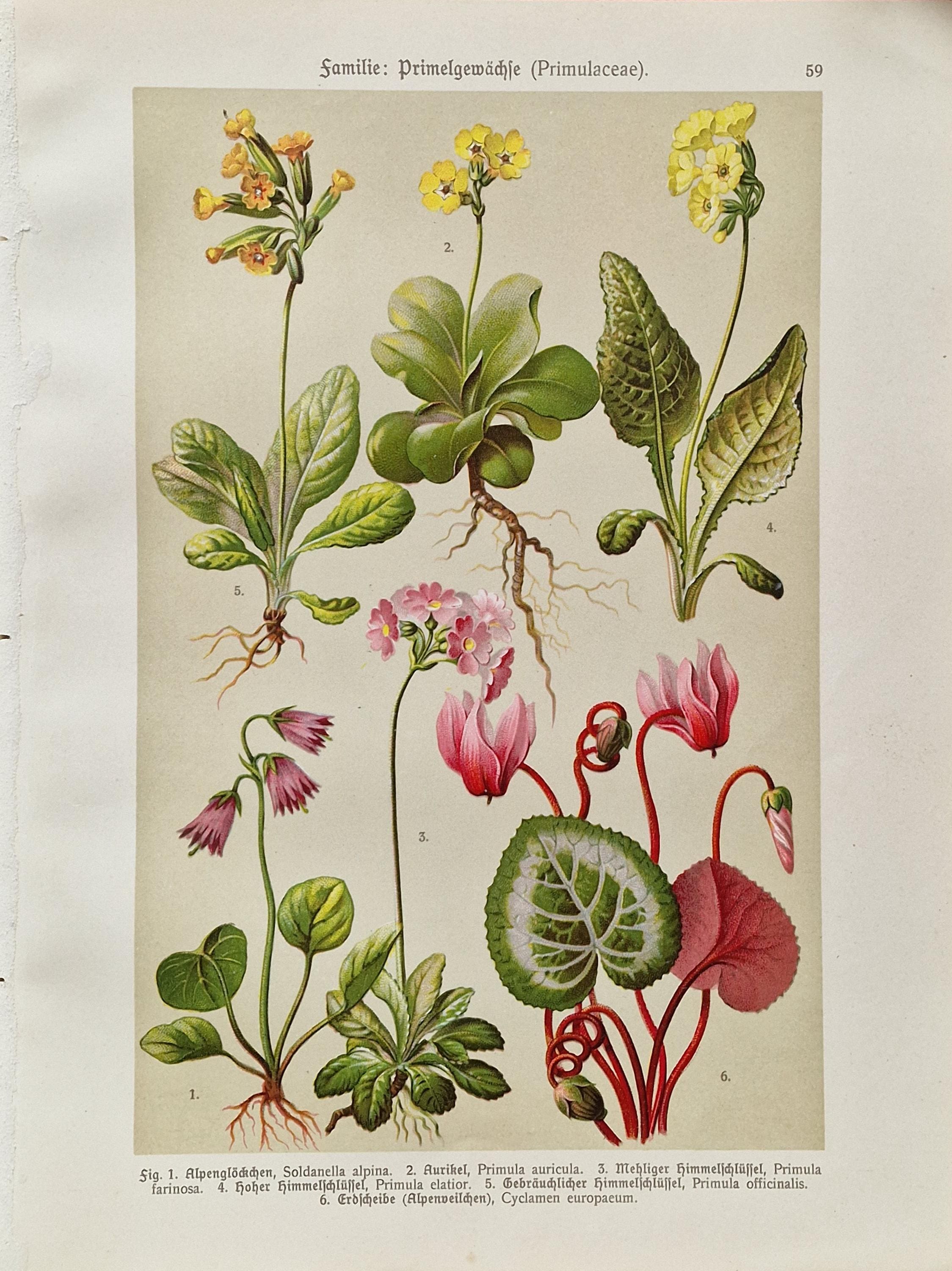 Antique Primrose Botanical Print – 1911 German Lithograph, Alpine