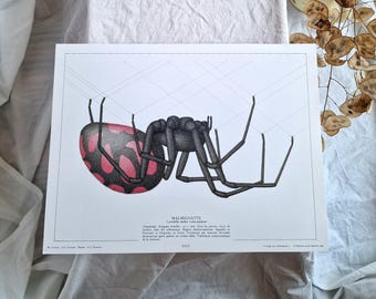 Lámina vintage de araña viuda negra de gran tamaño. Arte mural científico de Latrodectus tredecimguttatus. Placa de entomología médica francesa de los años 80.