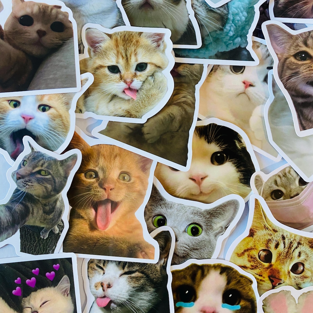 Cat Meme Stickers | Funny Kitty Faces, Waterproof (2.5-3 Inch) - Etsy