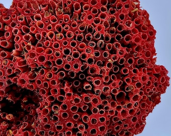 Natural Coral 375.25 Carat Rough Gemstone – Raw Coral Mineral Specimen for Jewelry Making & Collection