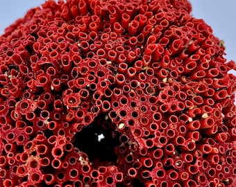 Natural Coral 610.50 Carat Rough Gemstone – Raw Coral Mineral Specimen for Jewelry Making & Collection