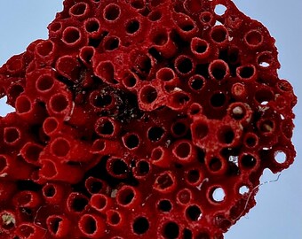 Natural Coral 22.15 Carat Rough Gemstone – Raw Coral Mineral Specimen for Jewelry Making & Collection