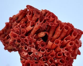 Natural Coral 26.75 Carat Rough Gemstone – Raw Coral Mineral Specimen for Jewelry Making & Collection