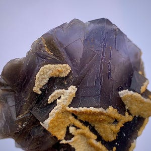 Puede incluir: Primer plano de un cristal de fluorita púrpura oscuro con una estructura geométrica en capas. El cristal tiene parches de depósitos minerales de color beige y blanco. La apariencia general es áspera y natural.