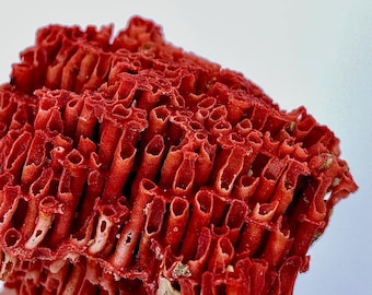 Natural Coral 104.15 Carat Rough Gemstone – Raw Coral Mineral Specimen for Jewelry Making & Collection
