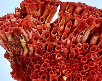 Natural Coral 42.55 Carat Rough Gemstone – Raw Coral Mineral Specimen for Jewelry Making & Collection