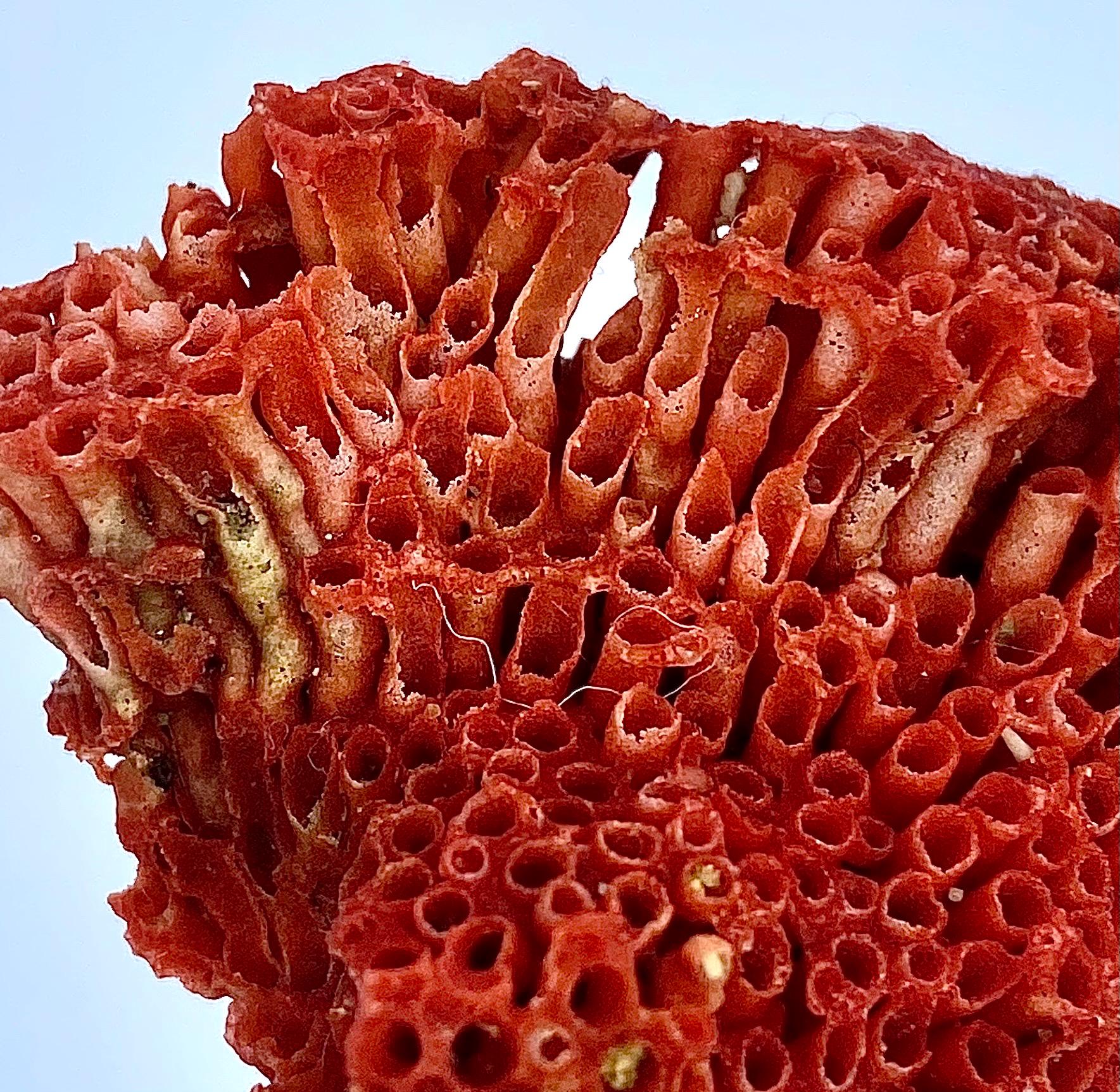 Natural Coral 42.55 Carat Rough Gemstone – Raw Coral Mineral