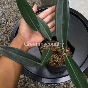 Philodendron Callosum