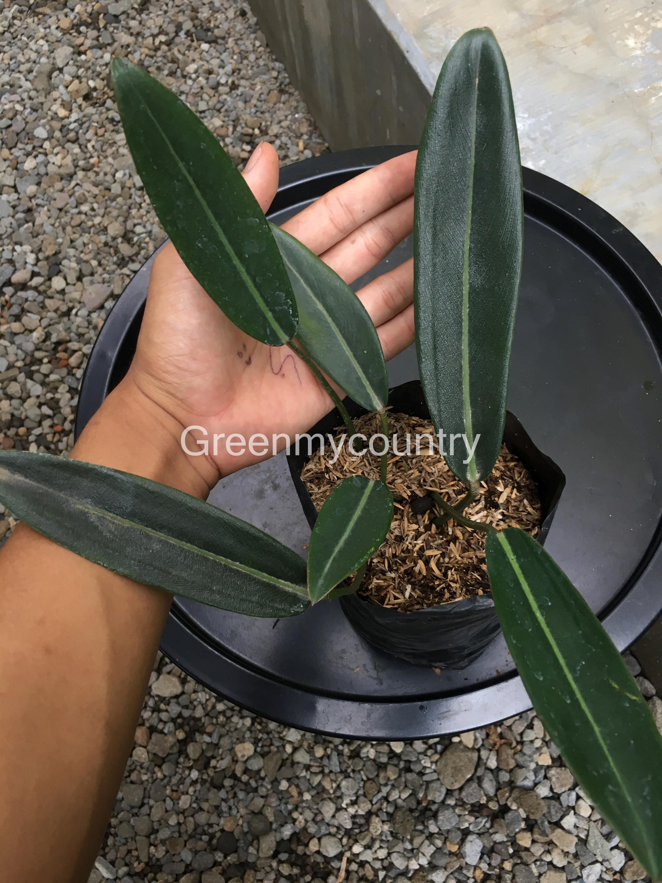 Philodendron callosum - Etsy 日本