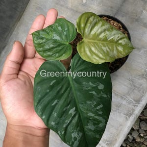 Philodendron Brantianum Wildform