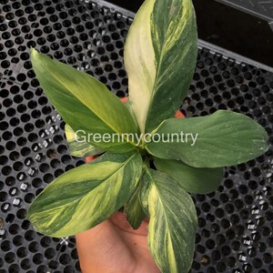 Spathiphyllum Sensation Variegated