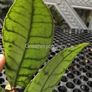 Hoya Callistophylla