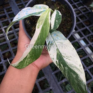 Rhaphidophora megasperma - Etsy 日本 Rhaphidophora megasperma - Etsy 日本