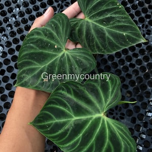 Philodendron verrucosum