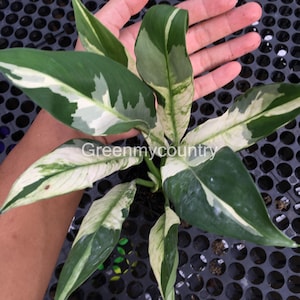 Spathiphyllum Peace lily Variegated