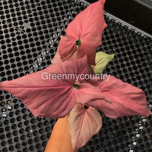 Singonium Pink Perfection