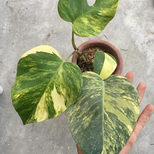 Monstera Deliciosa Aurea Variegated