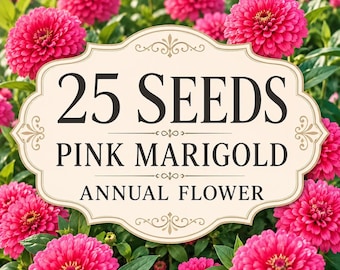 25 Pink Marigold Seeds | Easy-Grow Ornamental Annual Flowers (Seeds Only)