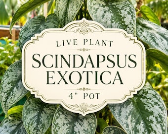 Scindapsus Pictus Exotica Live Plant in 4" Pot | Silver Satin Pothos | Large Leaf Scindapsus | Tropical Trailing Houseplant